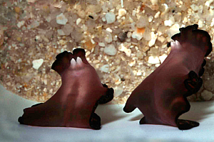 扁虫的繁殖方式可能是最残忍的!