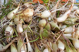 南方人超爱的美味食物藠头!我打赌北方人不仅没吃过、还没见过!