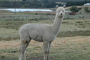 为什么羊没能成为人类的宠物,而向人吐口水的羊驼却成了?