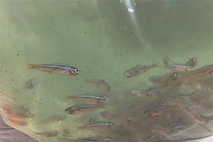 观赏鱼中的珍品 17万条宝莲灯鱼被海关查获:外来物种